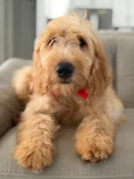 Apollo- F1 mini , a male Goldendoodle for sale in Frostproof, FL – 1 of 10