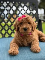 Giggles- F1b Medium , a female Goldendoodle for sale in Frostproof, FL – 8 of 10