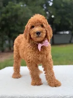 Maverick- F1b Standard , a male Goldendoodle for sale in Frostproof, FL – 8 of 9