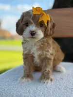 Joy- F1bb toy , a female Goldendoodle for sale in Frostproof, FL – 2 of 10
