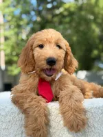 Aiden- F1 Mini, a male Goldendoodle for sale in Frostproof, FL – 4 of 10