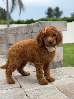 Ellie- F1b Medium, a female Goldendoodle for sale in Frostproof, FL – 7 of 10