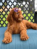 Sabrina- F1b Standard , a female Goldendoodle for sale in Frostproof, FL – 4 of 9