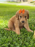 Annabelle- F1 Standard 💜, a female Goldendoodle for sale in Frostproof, FL – 9 of 10