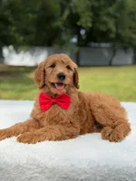 Winston- F1b Medium, a male Goldendoodle for sale in Frostproof, FL – 6 of 10