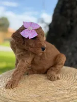 Lainey- F1b Medium , a female Goldendoodle for sale in Frostproof, FL – 7 of 10