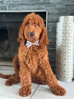 Graham- F1b Standard , a male Goldendoodle for sale in Frostproof, FL – 8 of 10