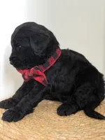 Ames- F1b Standard , a male Goldendoodle for sale in Frostproof, FL – 2 of 10
