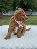Tilly- F1b Mini , a female Goldendoodle for sale in Frostproof, FL – 7 of 10