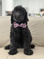 Ames- F1b Standard , a male Goldendoodle for sale in Frostproof, FL – 8 of 10