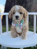 Jace- F1bb Toy, a male Goldendoodle for sale in Frostproof, FL – 3 of 10
