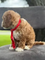 Bentley- F1bb Mini , a male Goldendoodle for sale in Frostproof, FL – 2 of 10
