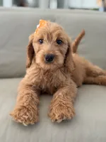 Lilah- F1b Medium, a female Goldendoodle for sale in Frostproof, FL – 2 of 10