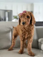 Monaco- F1b Standard , a female Goldendoodle for sale in Frostproof, FL – 2 of 10