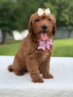 Tiana- F1b Mini , a female Goldendoodle for sale in Frostproof, FL – 9 of 10