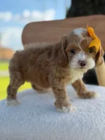 Joy- F1bb toy , a female Goldendoodle for sale in Frostproof, FL – 3 of 10