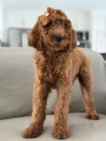 Capri- F1b Standard , a female Goldendoodle for sale in Frostproof, FL – 8 of 10