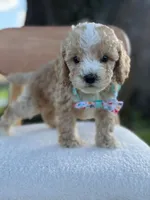 Jace- F1bb Toy, a male Goldendoodle for sale in Frostproof, FL – 7 of 10