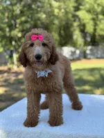 Princess- F1b Medium, a female Goldendoodle for sale in Frostproof, FL – 5 of 10