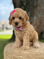 Daisy- F1b Toy, a female Goldendoodle for sale in Frostproof, FL – 9 of 10