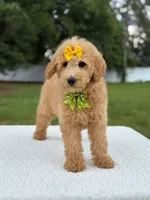 River- F1b Medium , a female Goldendoodle for sale in Frostproof, FL – 2 of 10