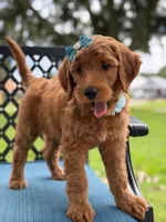 Trixie- F1b Medium , a female Goldendoodle for sale in Frostproof, FL – 9 of 10