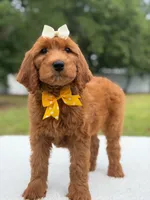Willow- F1b Medium, a female Goldendoodle for sale in Frostproof, FL – 10 of 10