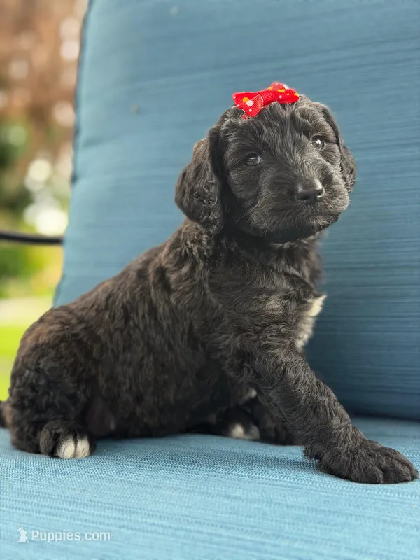 Opal- F1 Standard  – Goldendoodle puppy for sale in Frostproof, FL