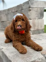 Ember- F1b Medium , a female Goldendoodle for sale in Frostproof, FL – 6 of 10