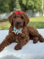 Cinnamon- F1b Standard , a female Goldendoodle for sale in Frostproof, FL – 8 of 10