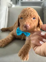 Solomon- F1b Standard , a male Goldendoodle for sale in Frostproof, FL – 6 of 10