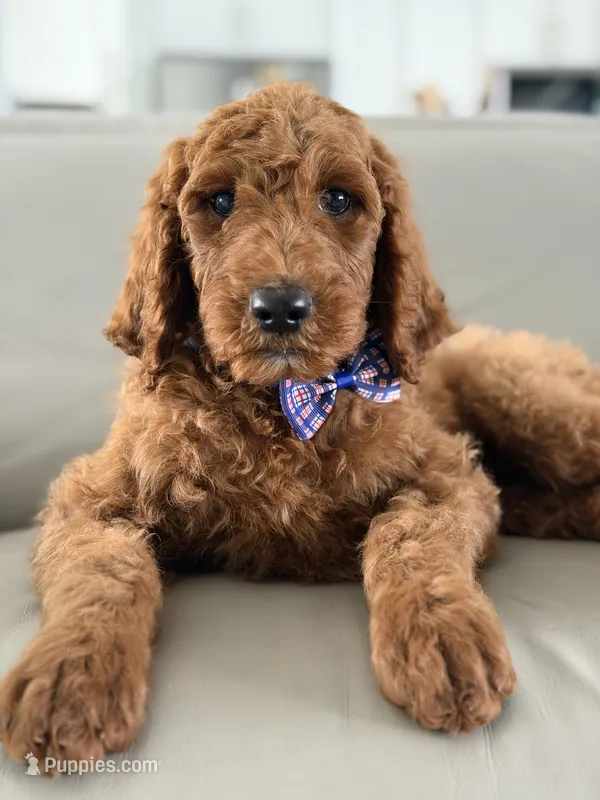 Milan- F1b standard  – Goldendoodle puppy for sale in Frostproof, FL
