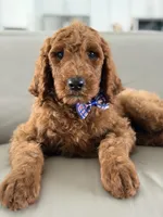 Milan- F1b standard , a male Goldendoodle for sale in Frostproof, FL – 1 of 10