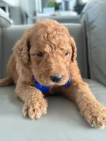 Shiloh- F1b Standard , a male Goldendoodle for sale in Frostproof, FL – 8 of 8