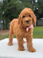 Maverick- F1b Standard , a male Goldendoodle for sale in Frostproof, FL – 2 of 9