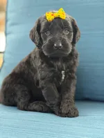 Diamond- F1 Standard, a female Goldendoodle for sale in Frostproof, FL – 3 of 10