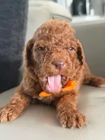 Samson- F1b Standard , a male Goldendoodle for sale in Frostproof, FL – 4 of 10