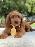 Aspen- F1 mini , a male Goldendoodle for sale in Frostproof, FL – 7 of 10