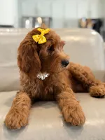Eloise- F1b Medium , a female Goldendoodle for sale in Frostproof, FL – 4 of 10