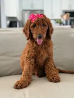 Gemma- F1b Standard , a female Goldendoodle for sale in Frostproof, FL – 3 of 10