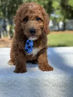 Cannon- F1b Mini , a male Goldendoodle for sale in Frostproof, FL – Photo 4 of 10