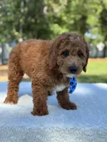 Cannon- F1b Mini , a male Goldendoodle for sale in Frostproof, FL – Photo 7 of 10