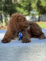 Cannon- F1b Mini , a male Goldendoodle for sale in Frostproof, FL – Photo 6 of 10