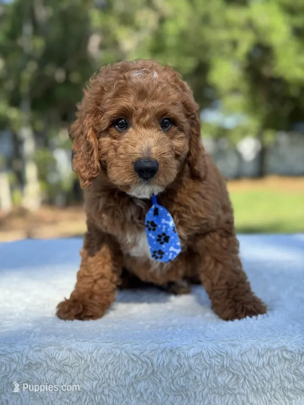 Cannon- F1b Mini  – Goldendoodle puppy for sale in Frostproof, FL