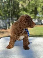 Cannon- F1b Mini , a male Goldendoodle for sale in Frostproof, FL – Photo 9 of 10