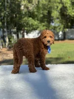 Cannon- F1b Mini , a male Goldendoodle for sale in Frostproof, FL – Photo 5 of 10