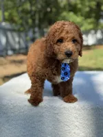 Cannon- F1b Mini , a male Goldendoodle for sale in Frostproof, FL – Photo 3 of 10