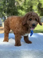 Cannon- F1b Mini , a male Goldendoodle for sale in Frostproof, FL – Photo 8 of 10