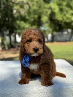 Cannon- F1b Mini , a male Goldendoodle for sale in Frostproof, FL – Photo 10 of 10
