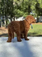 Cannon- F1b Mini , a male Goldendoodle for sale in Frostproof, FL – Photo 2 of 10